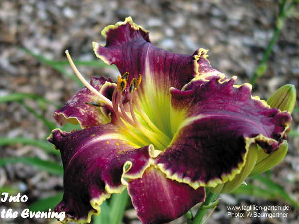 catalog/images/startseite/Into the Evening2.jpg